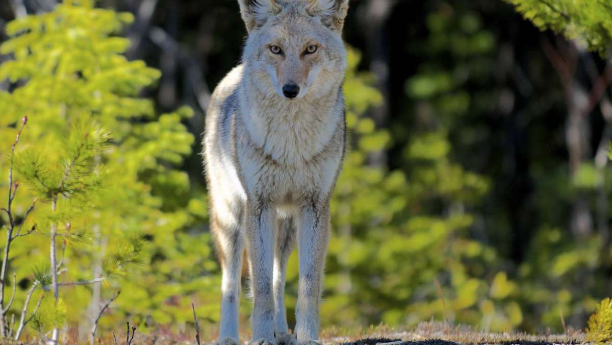 Gefahr in Vancouver: Kojoten greifen Jogger im Park an