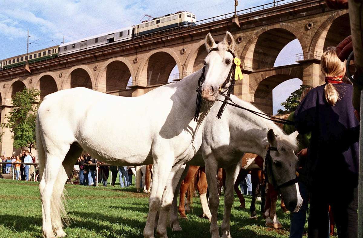 Zwischen dem 2. und 6. September steht in Bietigheim der Pferdemarkt an. In den vergangenen zwei Jahren ist der Pferdemarkt ausgefallen, nun hoffen die Veranstalter, dass er dieses Jahr stattfinden kann.