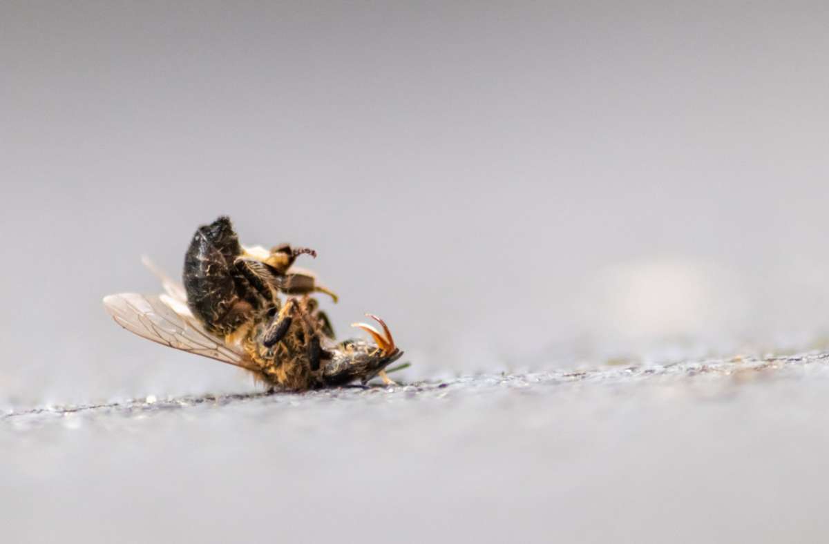 Von Varroa befallene Bienen sterben meist kurz nach dem Schlüpfen.