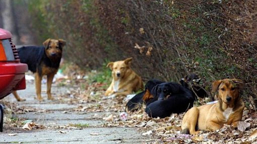 Ukrainische Straßenhunde: Von der Straße ins Tierheim