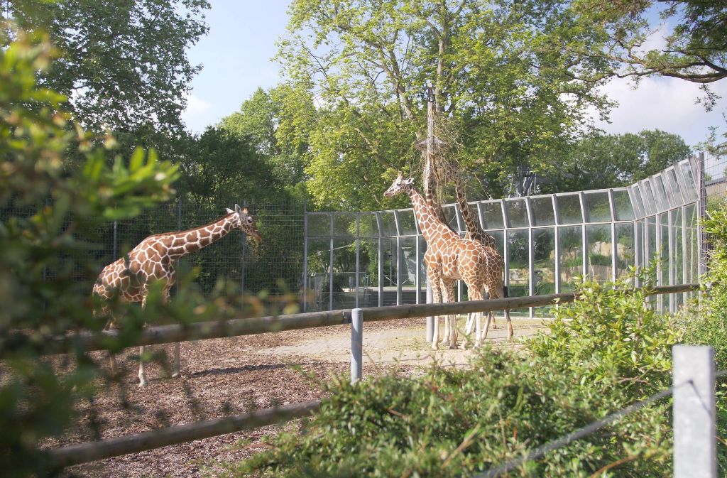 Doch die meisten anderen Tiere im Stuttgarter Zoo sind vom Aussterben bedroht.
