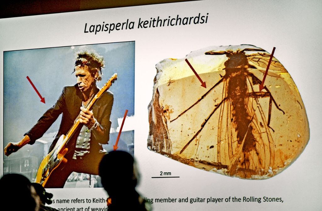 Die nach Keith Richards benannte Fliege ist „relativ zersaust“. Foto: Lichtgut/Max Kovalenko