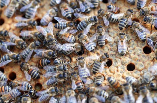 Nicht immer funktioniert ein Schwarm so gut wie bei Bienen. Foto: dpa