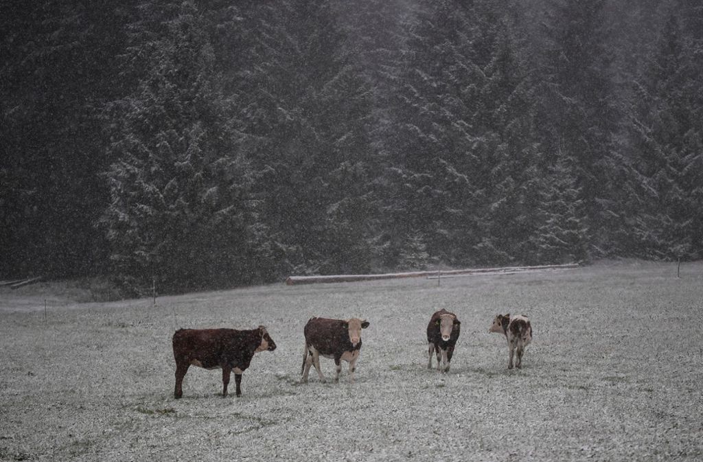 Rinder stehen auf einer verschneiten Wiese in St. Märgen im Landkreis Breisgau-Hochschwarzwald.