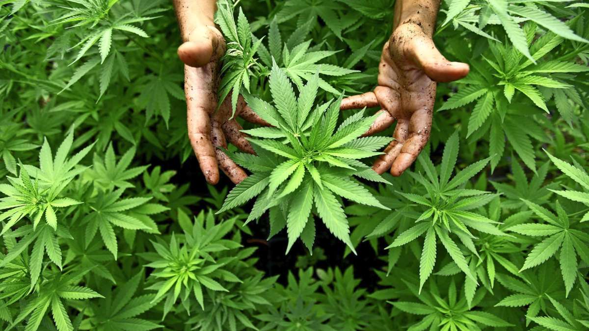 Angeklagter aus Waiblingen: Cannabis-Zucht mit Computersteuerung
