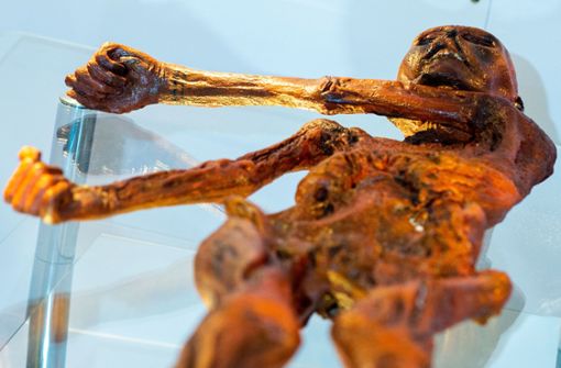 Ein Replikat des 1991 in den Ötztaler Alpen entdeckten Steinzeitmenschen „Ötzi“ liegt im Museum für Naturkunde in Magdeburg. Foto: Klaus-Dietmar Gabbert/dpa