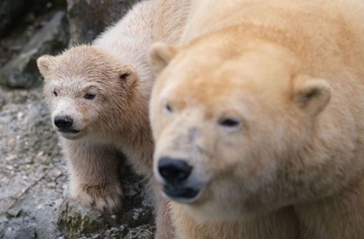 Das vier Monate alte Eisbär-Mädchen konnte ganz entspannt das Gehege erkunden. Foto: dpa/Peter Steffen