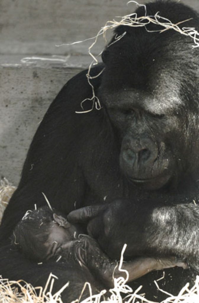 Der neu geborene Gorilla erhält Streicheleinheiten von Mutter Kolo.