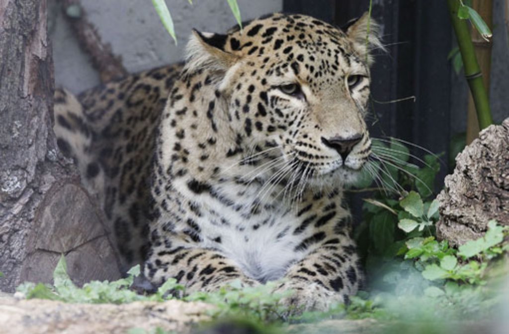 Auf dem Persischen Leoparden Aman lastet ein ganz besonderer Druck: Er soll in der Stuttgarter Wilhelma für Nachwuchs bei den Großkatzen sorgen. Das Leopardenweibchen Mesched wartet schon sehnsüchtig auf den Neuzugang aus Köln.