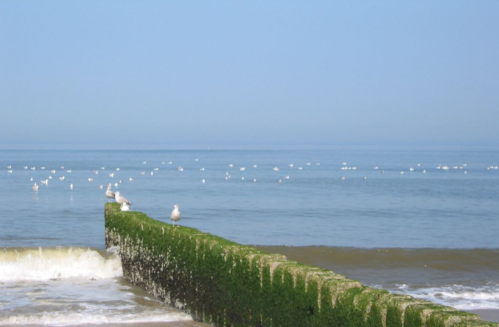 Buhne bei Westerland: Seit 1972 sind entlang der Westküste der Insel mehr als 50 Millionen Kubikmeter Sand am Strand und Vorstrand aufgeschüttet worden.