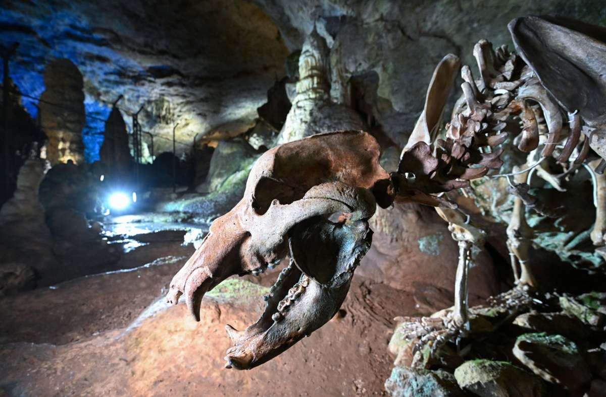 Das alte Skelett ist zurück in der Bärenhöhle. Foto: dpa/Bernd Weißbrod