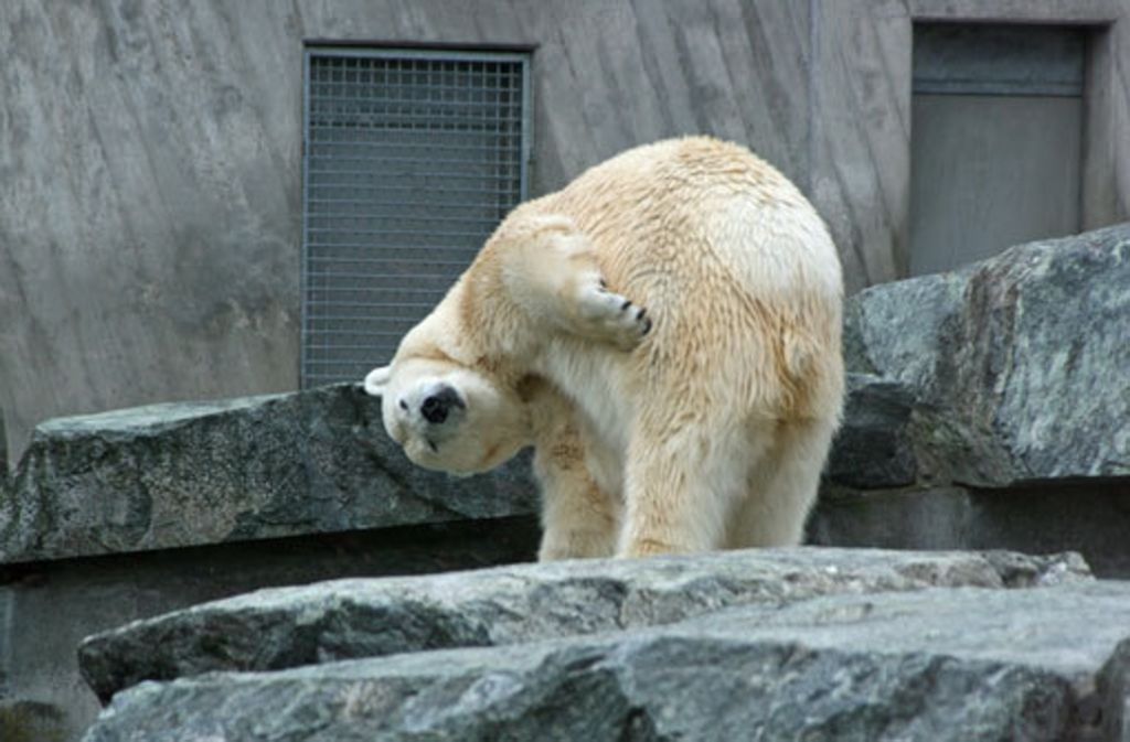 Wobei hat der Fotograf wohl diesen Eisbären gestört?
