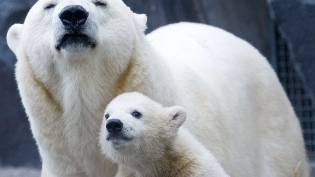  Die betagte Eisbärmutter von Wilbär hatte zuletzt alleine gelebt und ist nun gestorben. Der Stuttgarter Zoo will auch künftig Eisbären halten. 