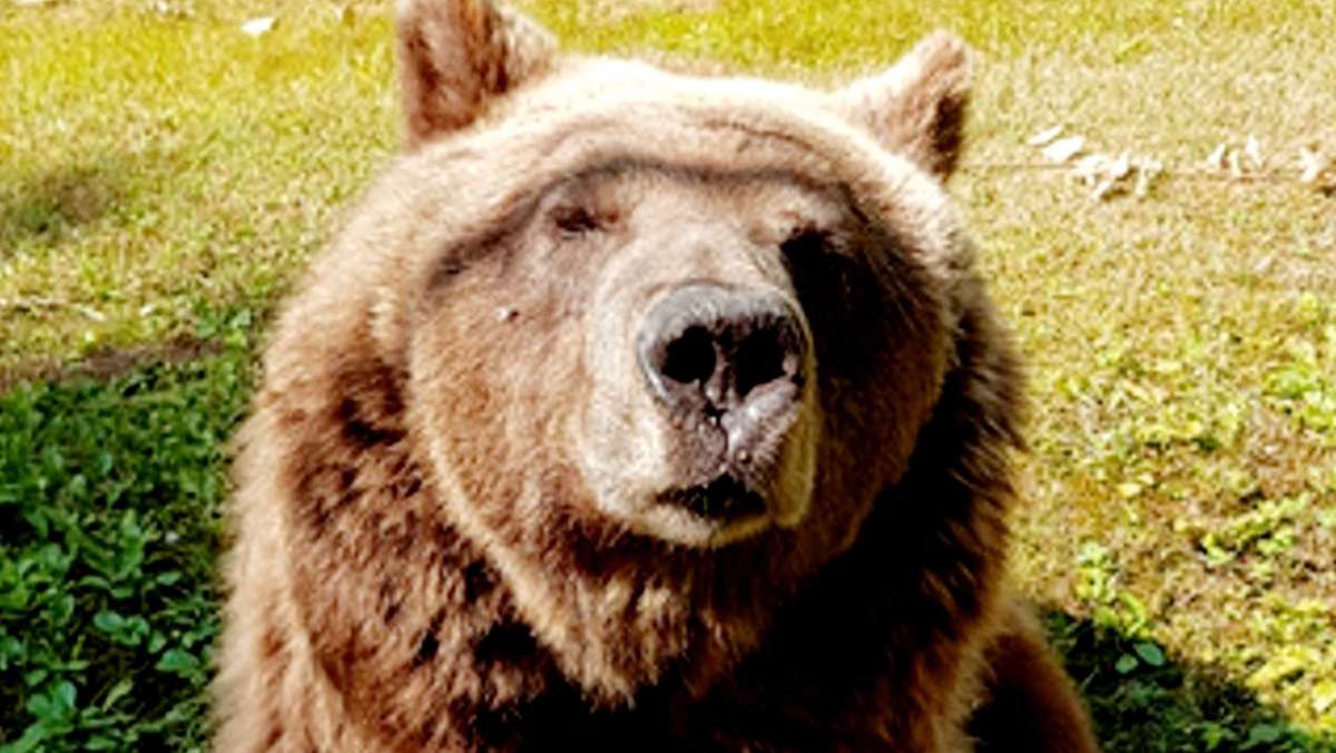 Wildtierhaltung: Ulmer Bärenhaltung: Vorwärts ins Gestern?