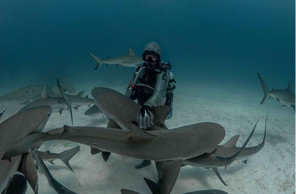 Dass Zenato Haken entfernt, sprach sich unter den Haien herum – zumindest tauchen mittlerweile auch fremde Tiere auf, um sich behandeln zu lassen.