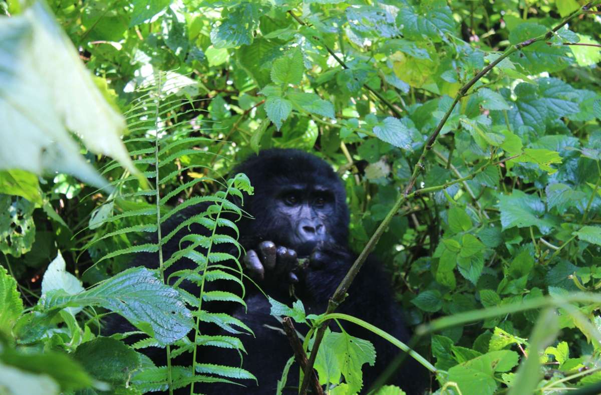 Ugandas größter Schatz ist die Natur. Und den teuersten Diamanten darin stellen die Gorillas dar. Die Menschenaffen sind vom Aussterben bedroht, weltweit gibt es nur noch etwa 1080 Tiere. Mehr als die Hälfte davon lebt auf ugandischem Boden, der Rest in Ruanda und der Demokratischen Republik Kongo.