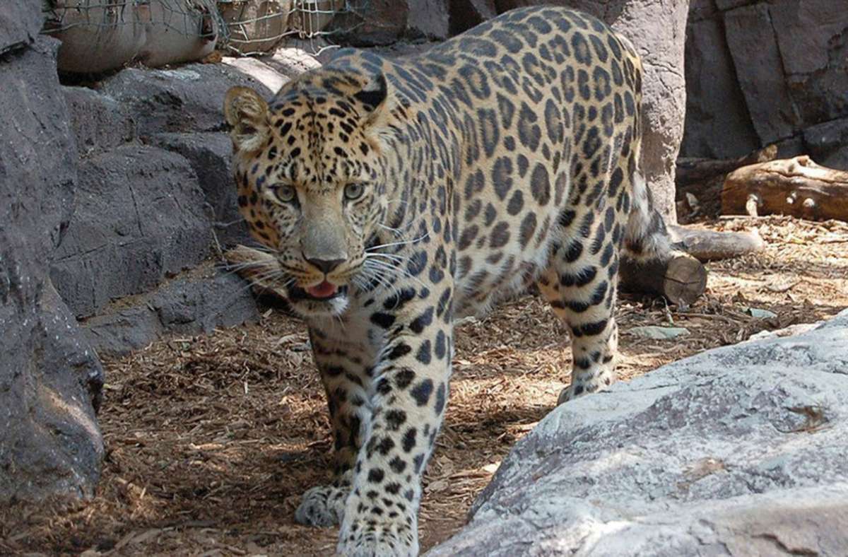 Amur-Leopard: Bestand laut WWF in freier Wildbahn rund 60 Tiere.