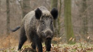 Polizei stellt Suche nach randalierendem Wildschwein ein