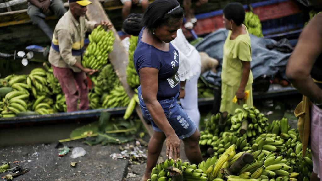  Eine Pilzkrankheit macht der Banane zu schaffen. Jetzt auch in Südamerika. Das Problem: Es gibt bislang kein geeignetes Mittel, um den Angreifer zu stoppen. 