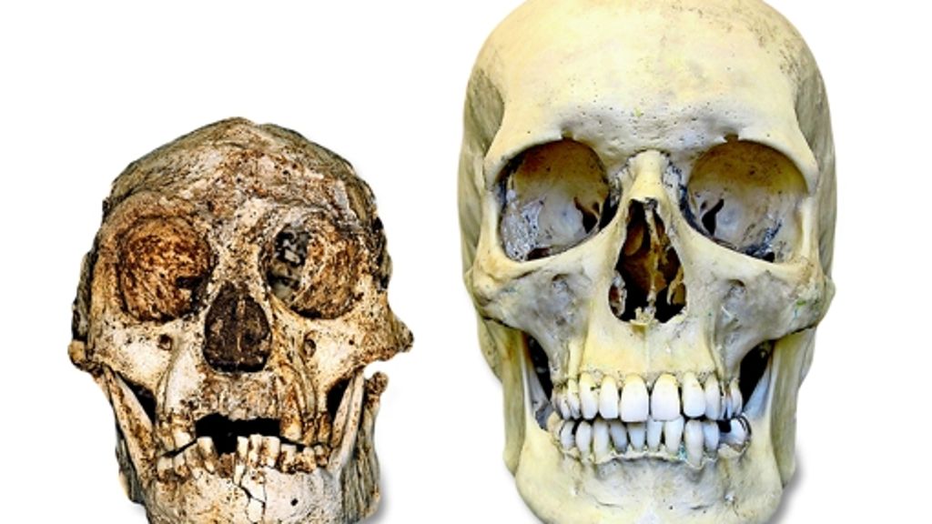  Auch zehn Jahre nach der Entdeckung debattieren Forscher darüber, woher die kleinen Menschen auf der indonesischen Insel Flores stammen. Ihr Körperbau passt nicht zu Homo sapiens. Aber wer war der nur einen Meter große Homo floresiensis dann? 