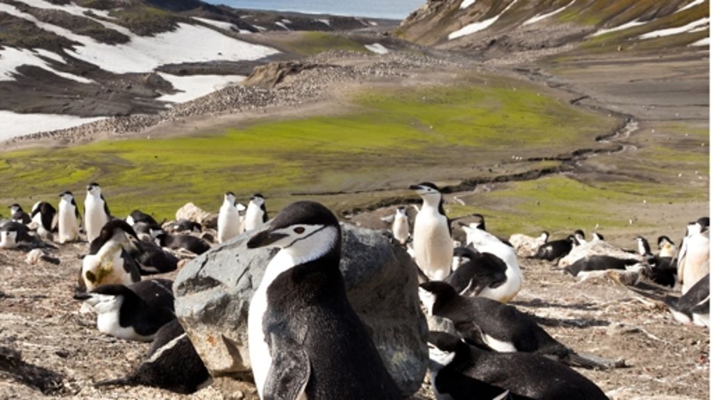 Antarktis: Das Klima setzt Pinguinen zu
