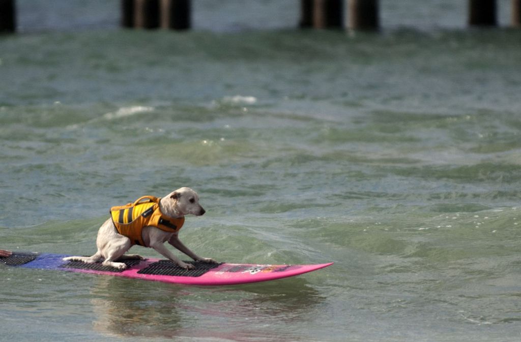 Auch ein Hund ist mit dabei: Sugar, der „Surf City Surf Dog“-Champion.