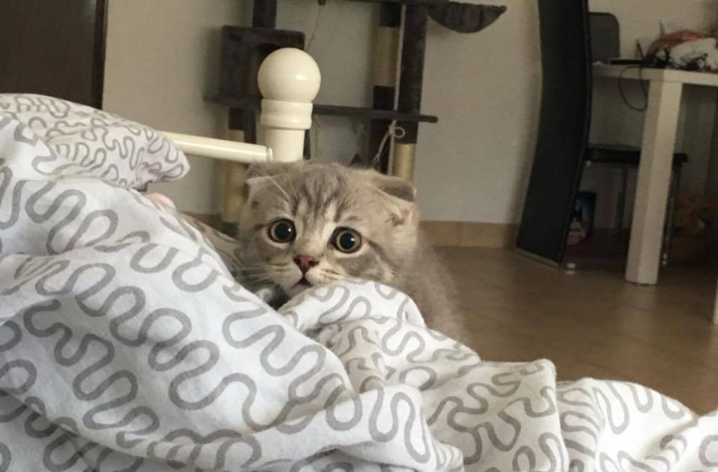 Schlecht geträumt? Die Katze von Fatima Cudi guckt etwas ängstlich aus der Wäsche. Trotzdem ist auch dieses Bild, das uns über Facebook erreichte, zum Knuddeln süß.