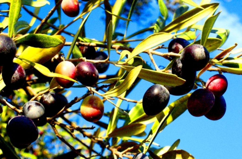 Die Blätter sind ein Abfallprodukt der Olivenernte. Häufig werden sie verbrannt. Jetzt kann damit Leder umweltfreundlich gegerbt werden. Foto: dpa