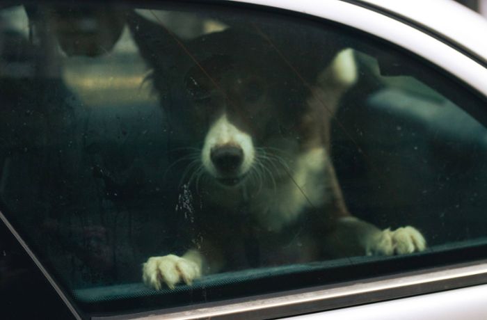 Polizisten befreien Hund aus überhitztem Auto
