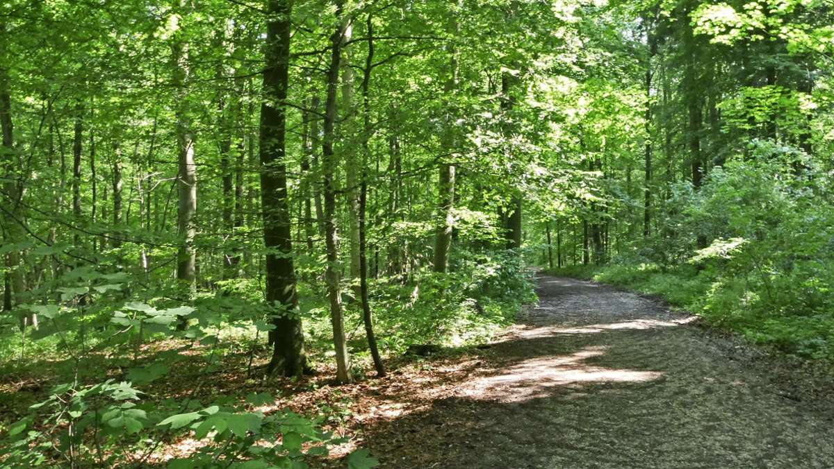 Walderlebnispfad in Wendlingen: Der Stadtwald soll erlebbar werden