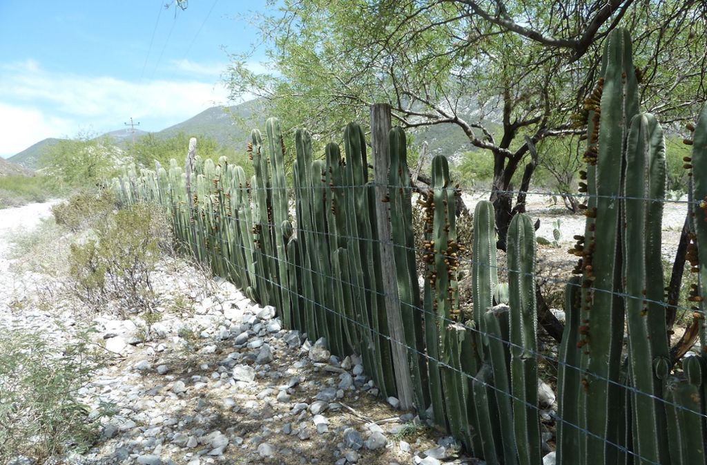 Der Zaunkaktus ist der Kaktus des Jahres 2020. In ihrer Heimat Mexiko wird die Pflanze bis zu sieben Meter hoch.