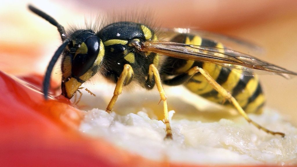 Wespen: Zehn Mythen über die schwarz-gelben Nervensägen