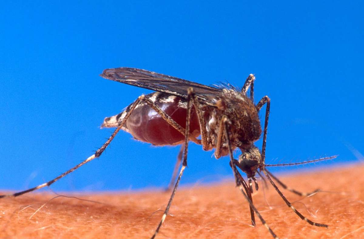 Eine blutsaugende Gelbfiebermücke (Aedes aegypti), die den Dengue-, Gelbfieber- und Zika-Virus überträgt.
