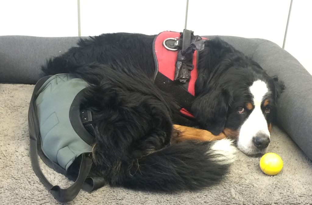 „Rathaushund Barry, ein neuneinhalb Jahre alter Berner-Sennenhund, ist seit Mai 2015 nahezu jeden Tag im Dienst“, schreibt Friedrich.