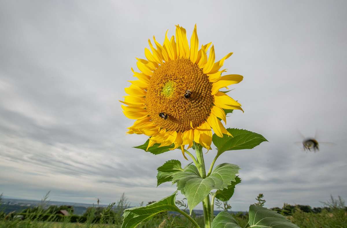 Die Sonnenblume ist auch bei Insekten sehr beliebt.