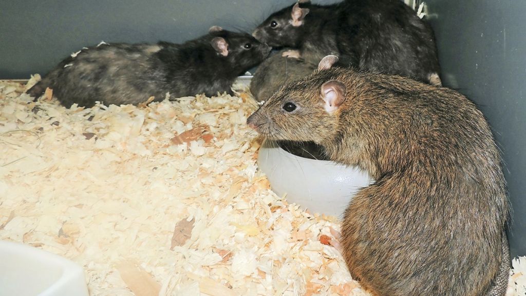  110 Ratten haben Tierschützer bereits aus dem Haus eines Animal-Hoarders in Stuttgart geholt. Die Tiere sind bis auf Bisswunden von Rangkämpfen gesund. Wie viele Tiere verstecken sich noch in dem Haus? 