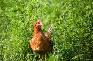16.000 Hühner verenden bei Brand in Tschechien