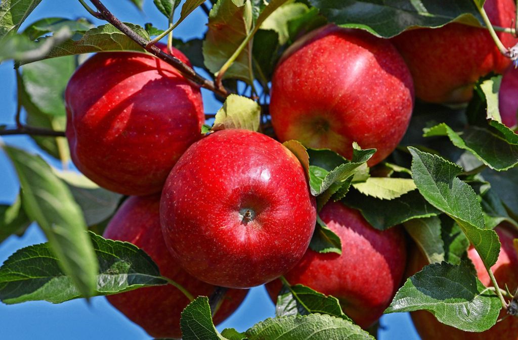 Äpfel sucht Andreas Heimerdinger in diesem Jahr vergeblich. Foto: dpa/Patrick Pleul