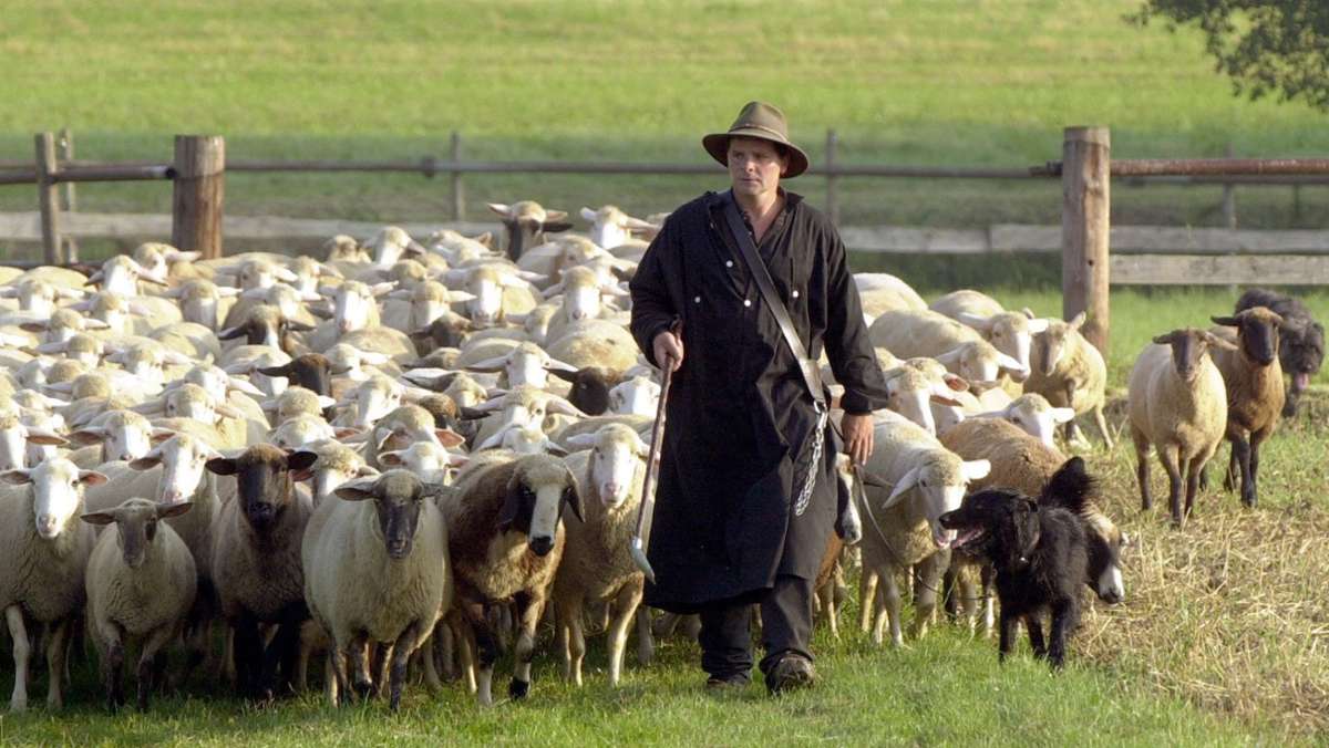 Ehemaliger Ditzinger arbeitet als  Schäfer: Nicht nur der Wolf bedroht die Schafhaltung