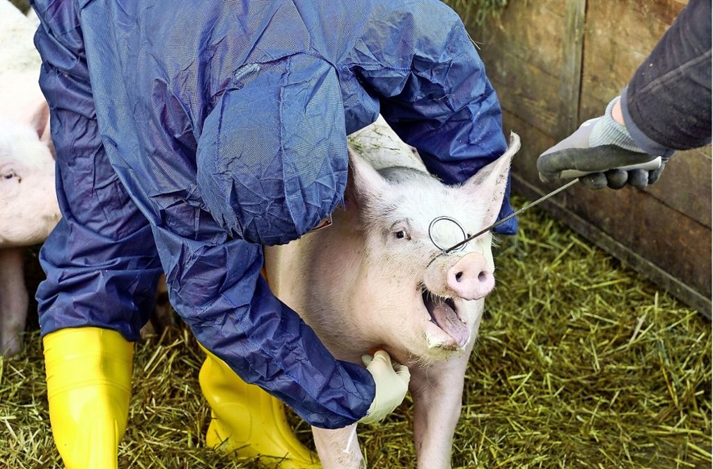 Tierärztin Katja Großmann vom Schweinegesundheitsdienst Aulendorf nimmt dem Schwein Blut ab.