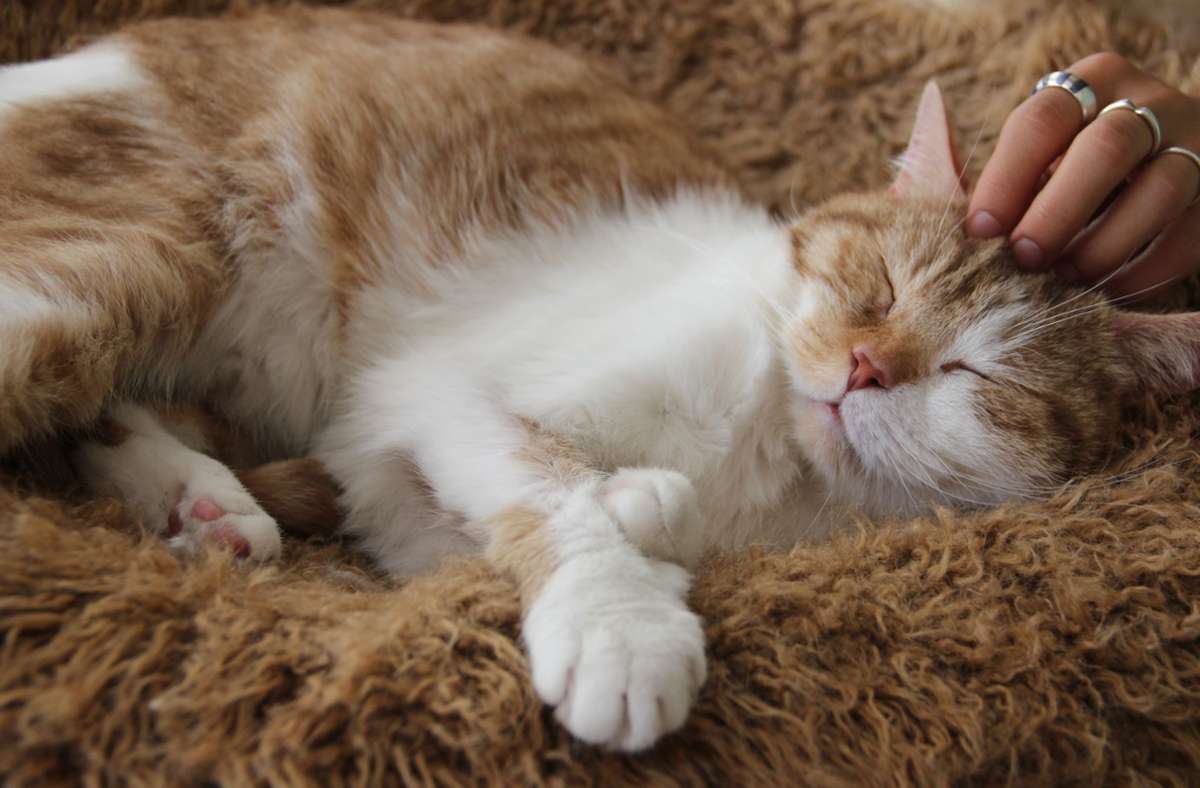 Gizmo wohnt im Katzentempel in München und scheint sich wohlzufühlen.