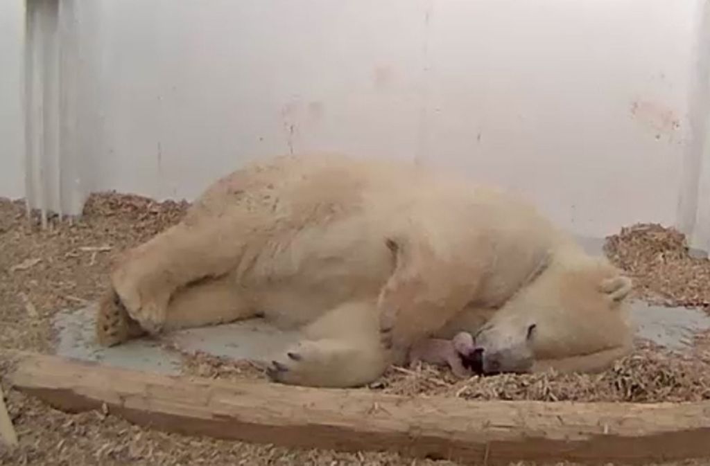 Eisbären-Mutter Tonja hatte mit dem Tod des Tieres am 2. Januar bereits zum zweiten Mal hintereinander ihren Nachwuchs verloren. Foto: Tierpark Berlin