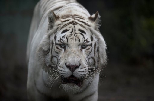 Ein Tiger hat in China eine Frau getötet. Foto: AP