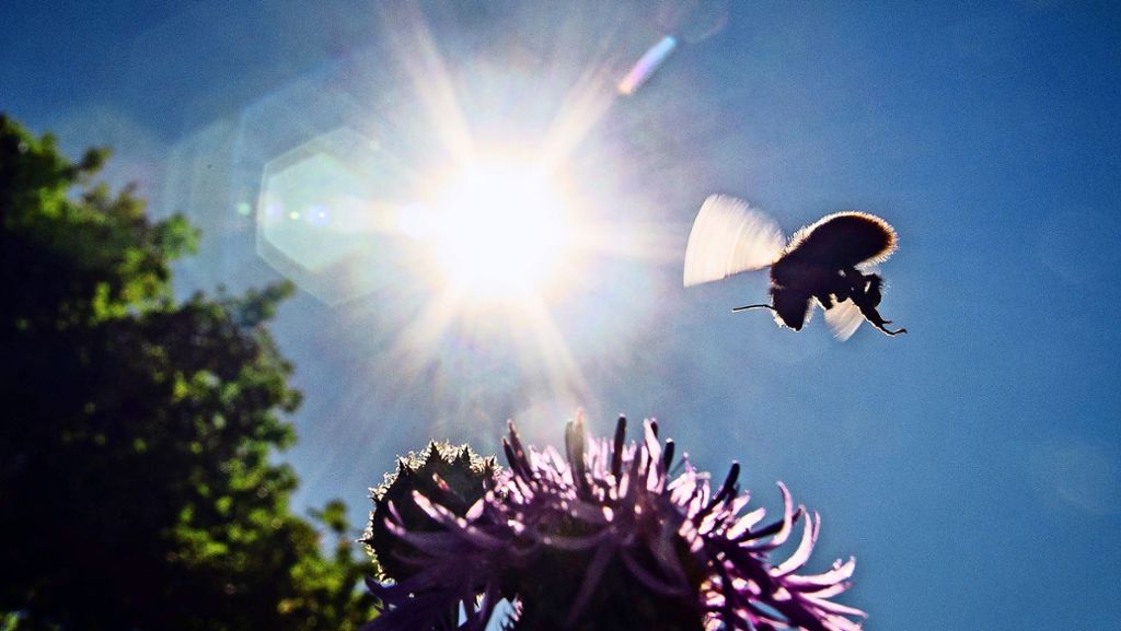 Insektenzählung in Stuttgart: Zahl der Wildbienen bereitet Experten Sorgen
