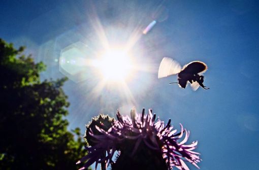 Der Insektenbestand geht teils dramatisch zurück. Besonders betroffen sind einige Wildbienen- und Schmetterlingsarten. Foto: dpa