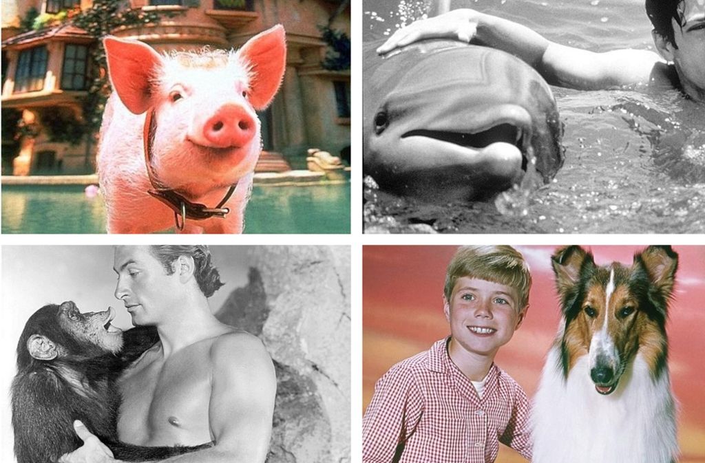 Legendäre Filmhelden: Schweinchen Babe, Delfin Flipper, Schimpanse Cheetah und Collie-Hündin Lassie.