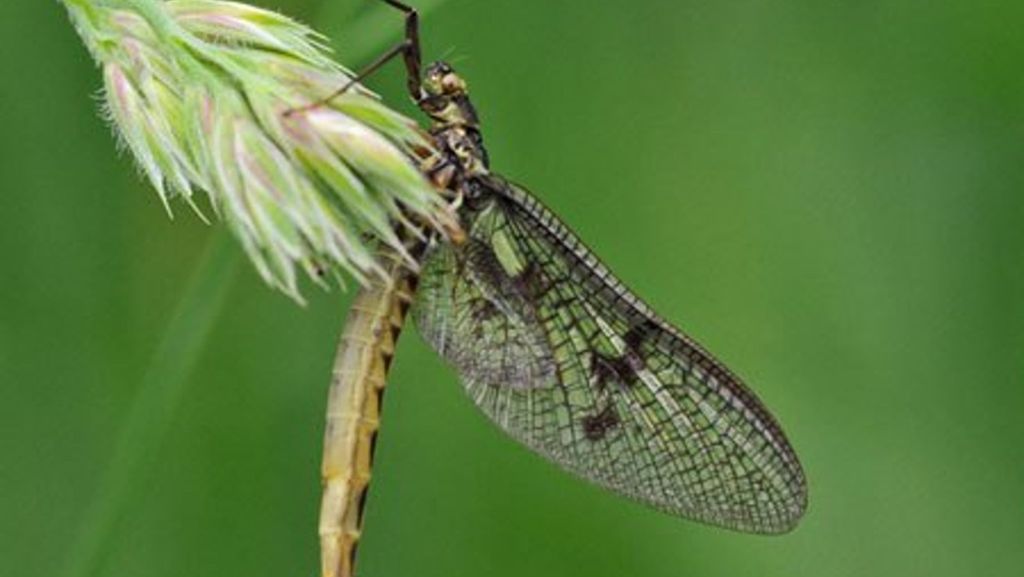 Gute Nachricht für den Artenschutz: Die Maifliegen erobern die Gewässer zurück