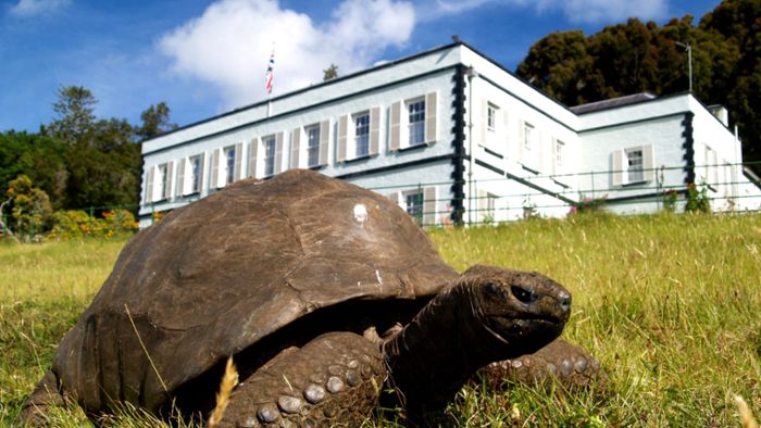 Älteste Schildkröte der Welt feiert Geburtstag