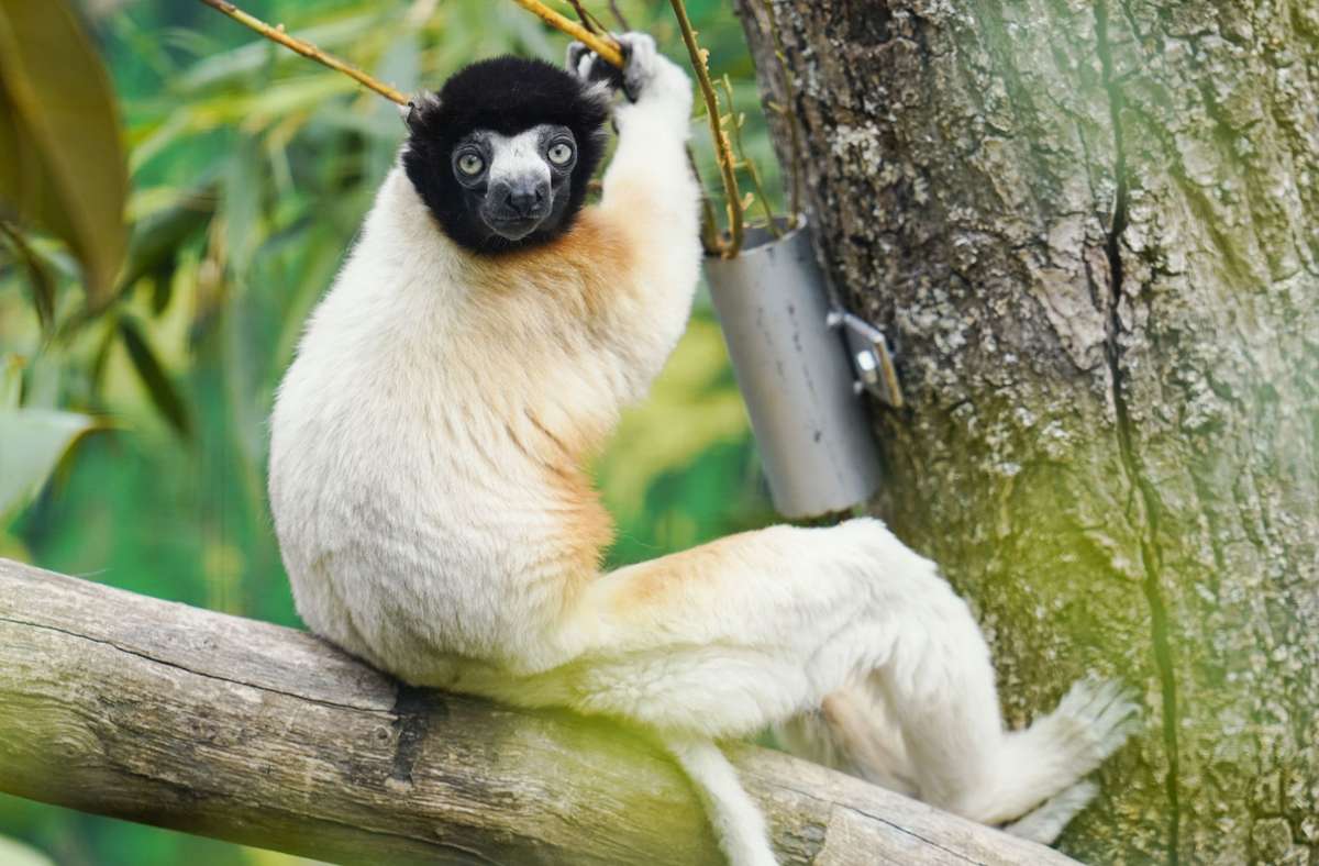 VERLIERER – Lemuren: Von den insgesamt 107 heute noch lebenden Arten der possierlichen Äffchen gelten 103 als bedroht. Ihre Wälder auf Madagaskar und den vorliegenden Inseln werden gerodet und in landwirtschaftliche Flächen umgewandelt. Auch Jagd dezimiert die Tiere.
