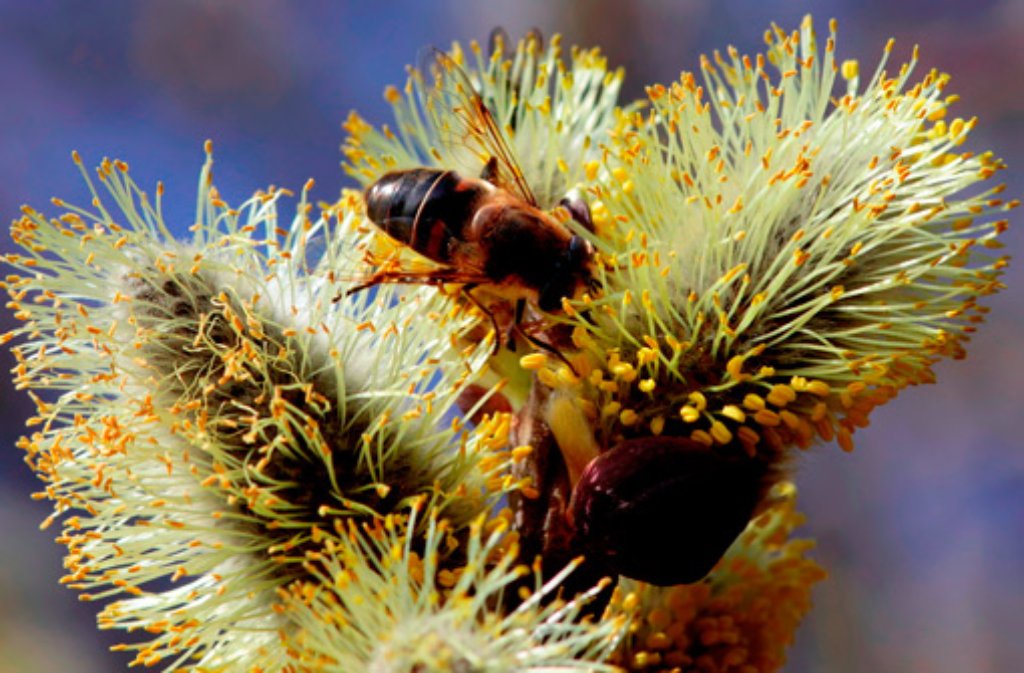 Für Allergiker eine Plage, für diese Biene eine Wonne - tief taucht das kleine Insekt in den Blütenstaub ein.